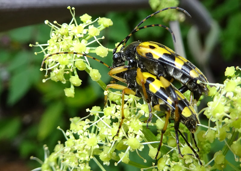Rutpela maculata - Cerambycidae